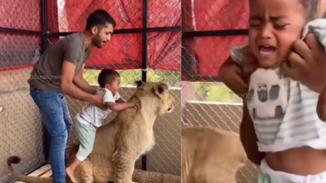 viral lion video attack